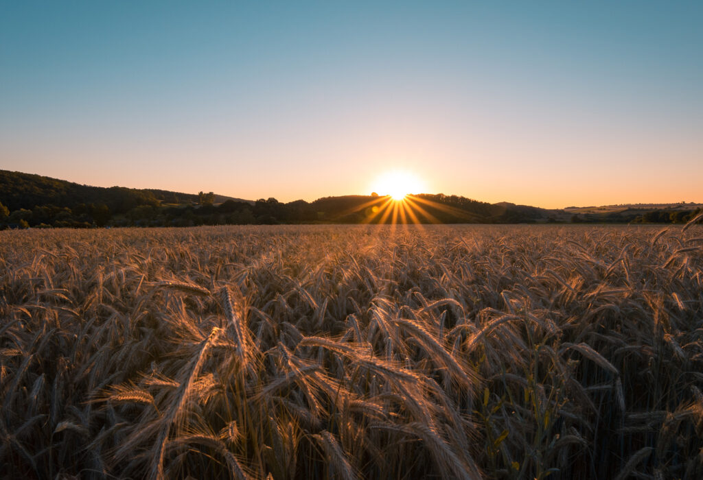 Crop field with sunset in the distance